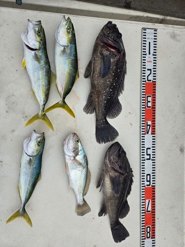 クロソイの釣果