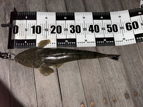 マゴチの釣果