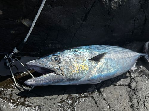カツオの釣果