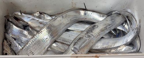 タチウオの釣果