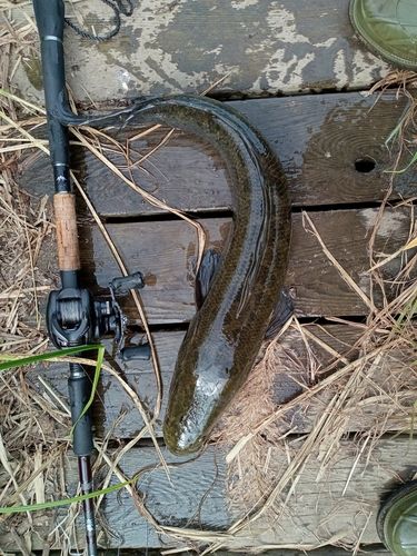 ライギョの釣果