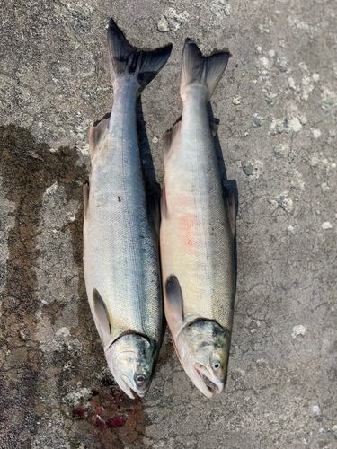 アキアジの釣果