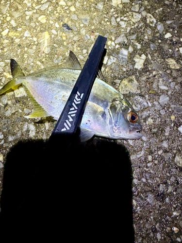 ギンガメアジの釣果
