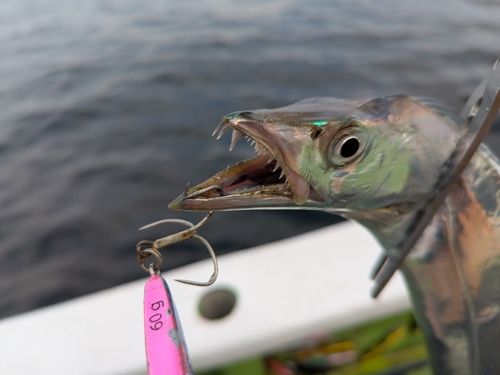 タチウオの釣果