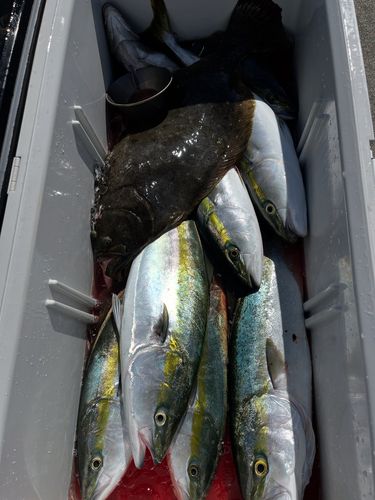ワラサの釣果