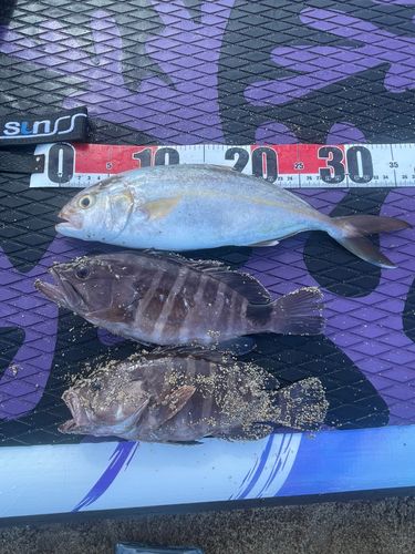 ネリゴの釣果