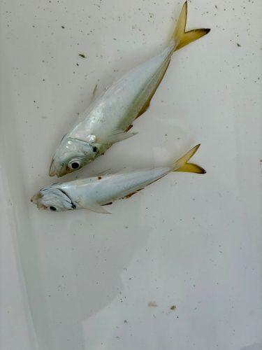 伊良湖サーフ