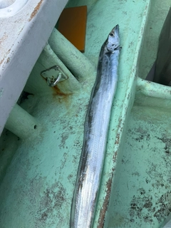 タチウオの釣果