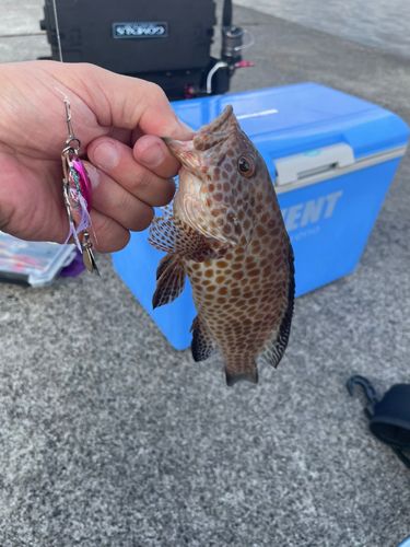 オオモンハタの釣果