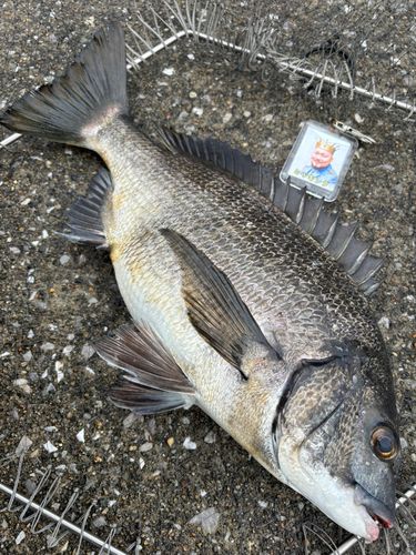 クロダイの釣果