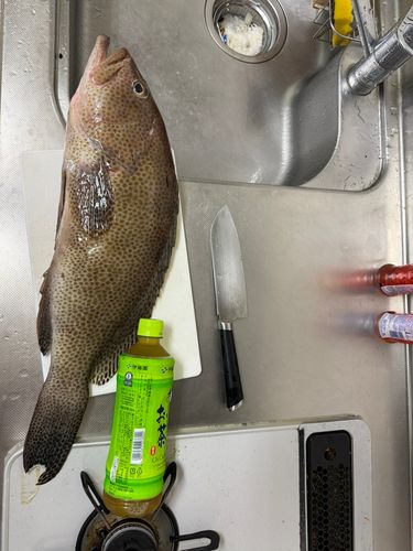 オオモンハタの釣果
