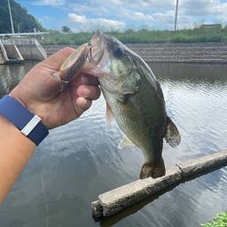 ブラックバス