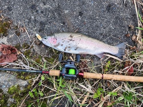 ニジマスの釣果