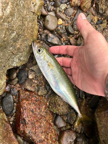 サバの釣果