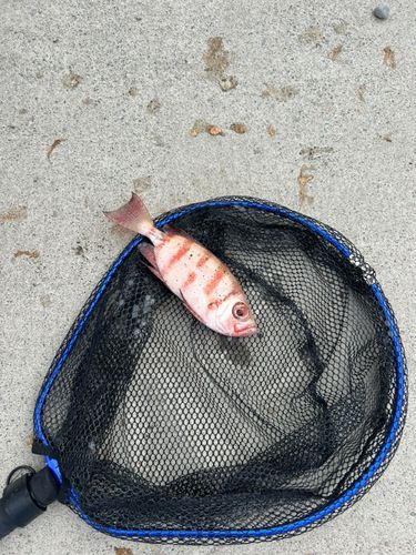 チャリコの釣果