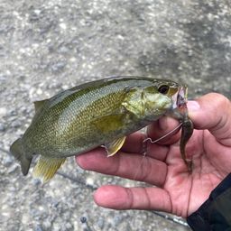 スモールマウスバス