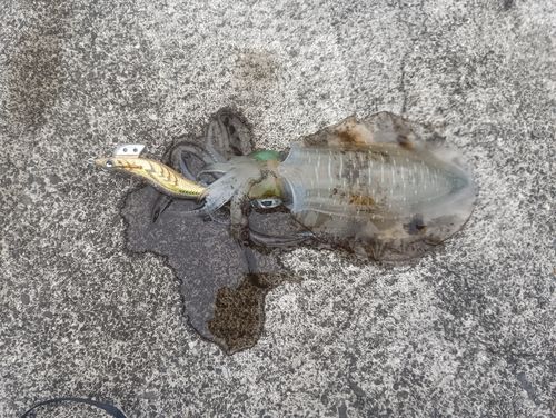 熊野灘