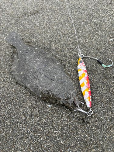 ソゲの釣果