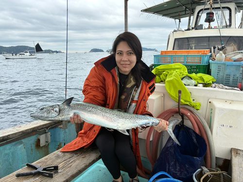 サワラの釣果