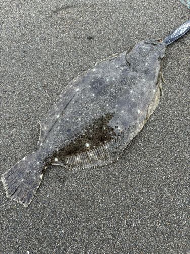 ソゲの釣果