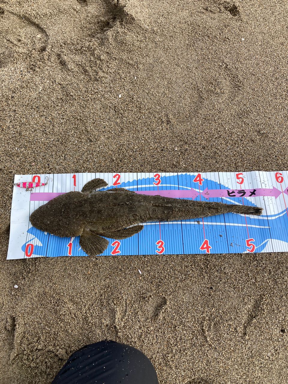マゴチ