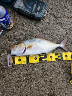 ネリゴの釣果
