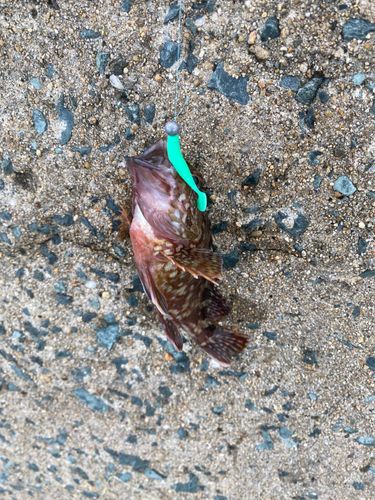 アラカブの釣果