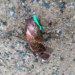 アラカブ