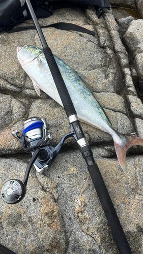 イナダの釣果