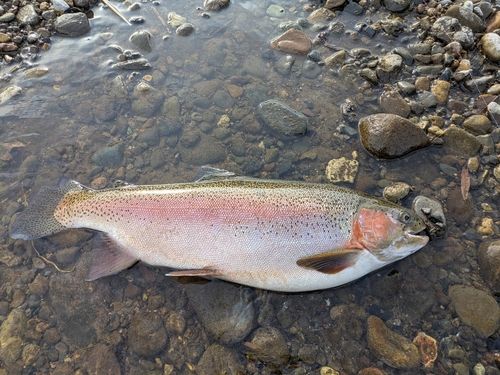 ニジマスの釣果