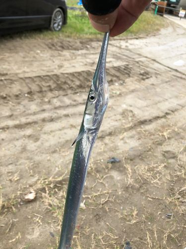ダツの釣果
