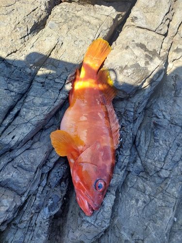 アコウの釣果