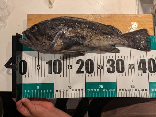 クロソイの釣果