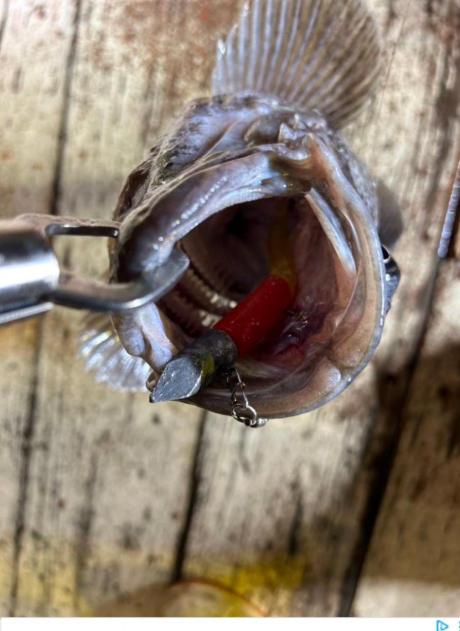 ぼ〜ちゃんFamily🎣さんの釣果 2枚目の画像