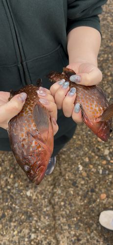 キジハタの釣果