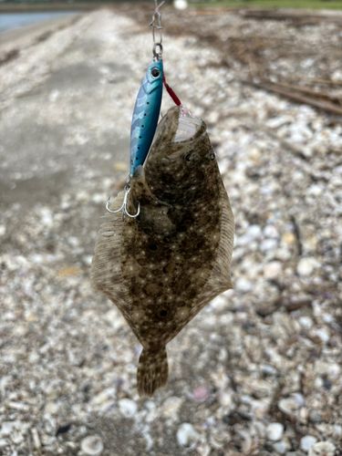 ヒラメの釣果