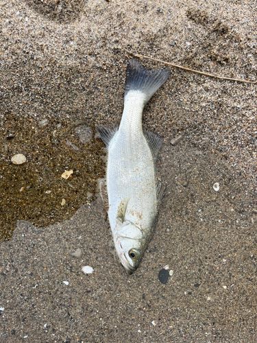 セイゴ（マルスズキ）の釣果