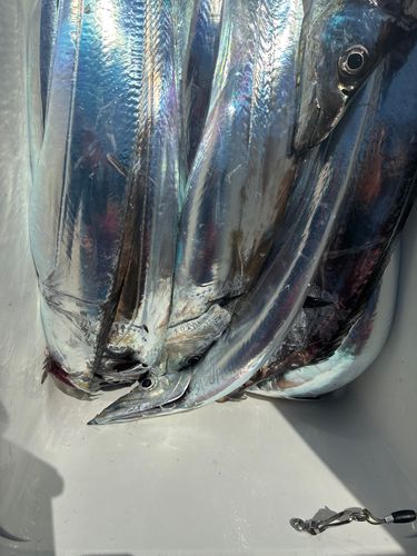 タチウオの釣果