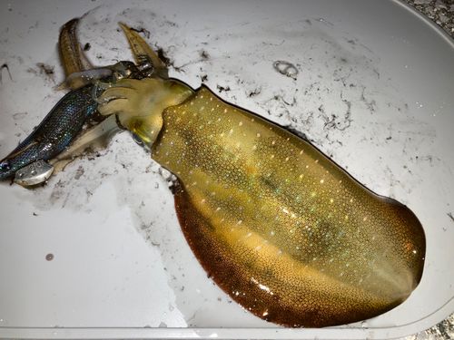アオリイカの釣果