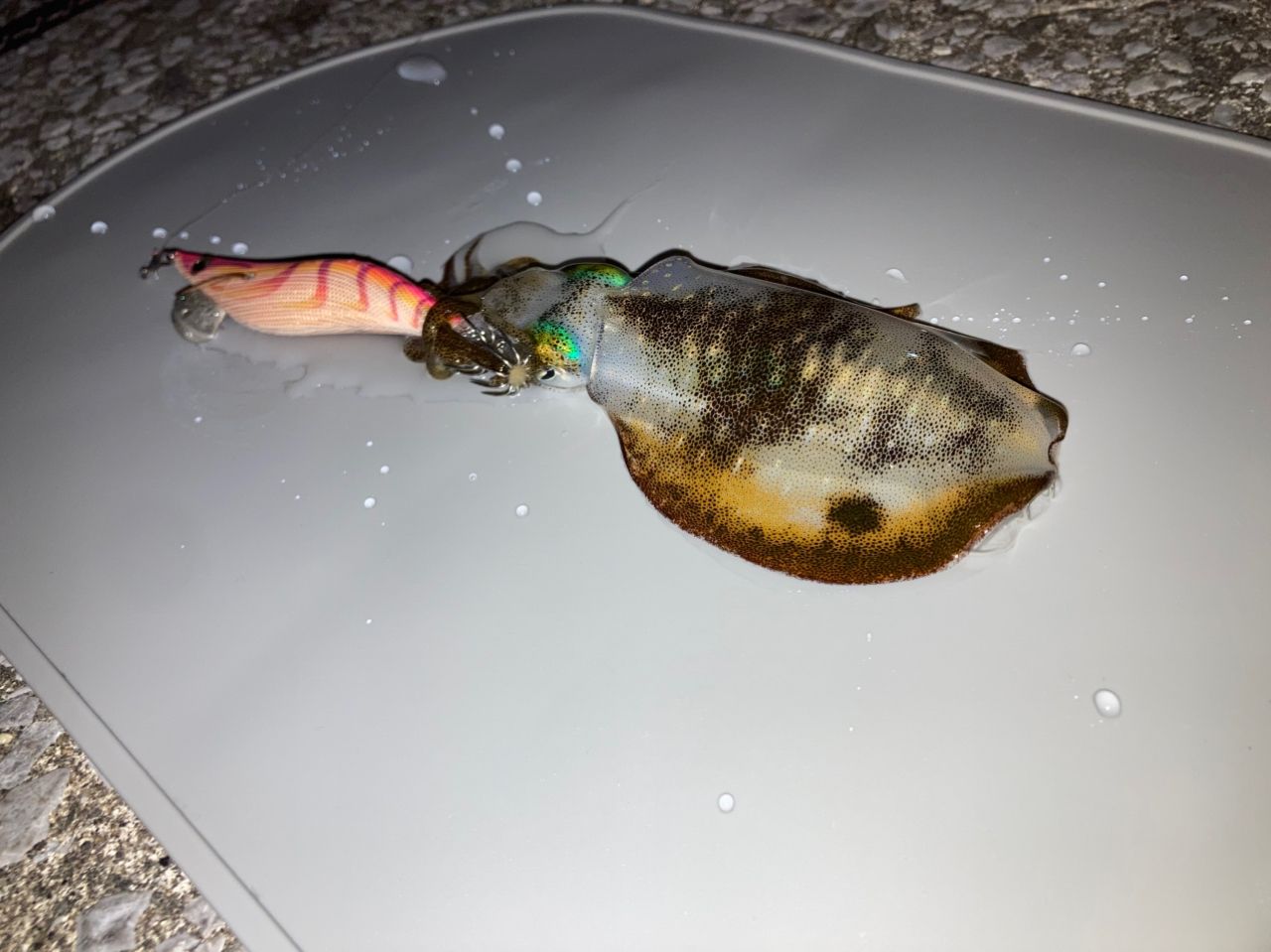 アオリイカ
