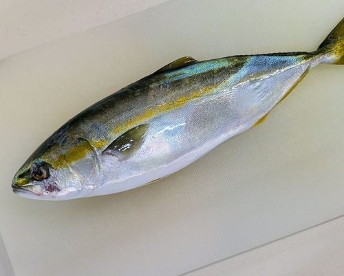 ヤズの釣果
