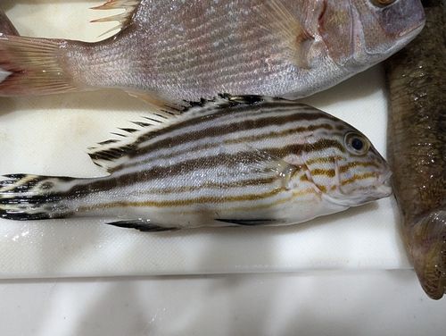 コトヒキの釣果