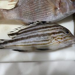 コトヒキ