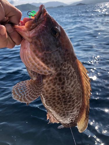 オオモンハタの釣果