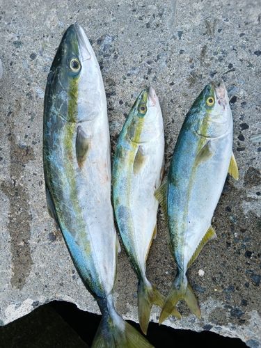 イナダの釣果
