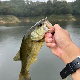 ラージマウスバス