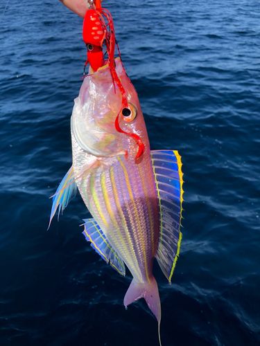 イトヨリダイの釣果