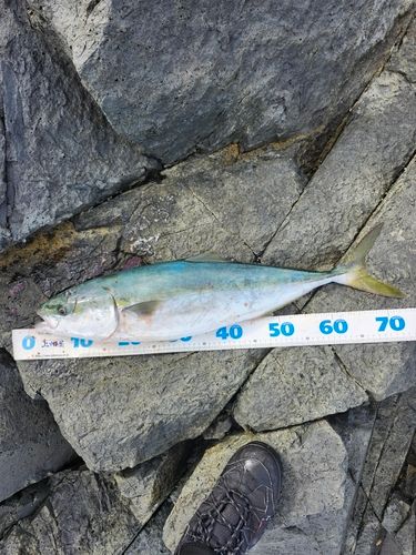 釣果