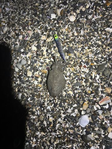 コウイカの釣果