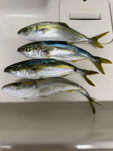 ヤズの釣果